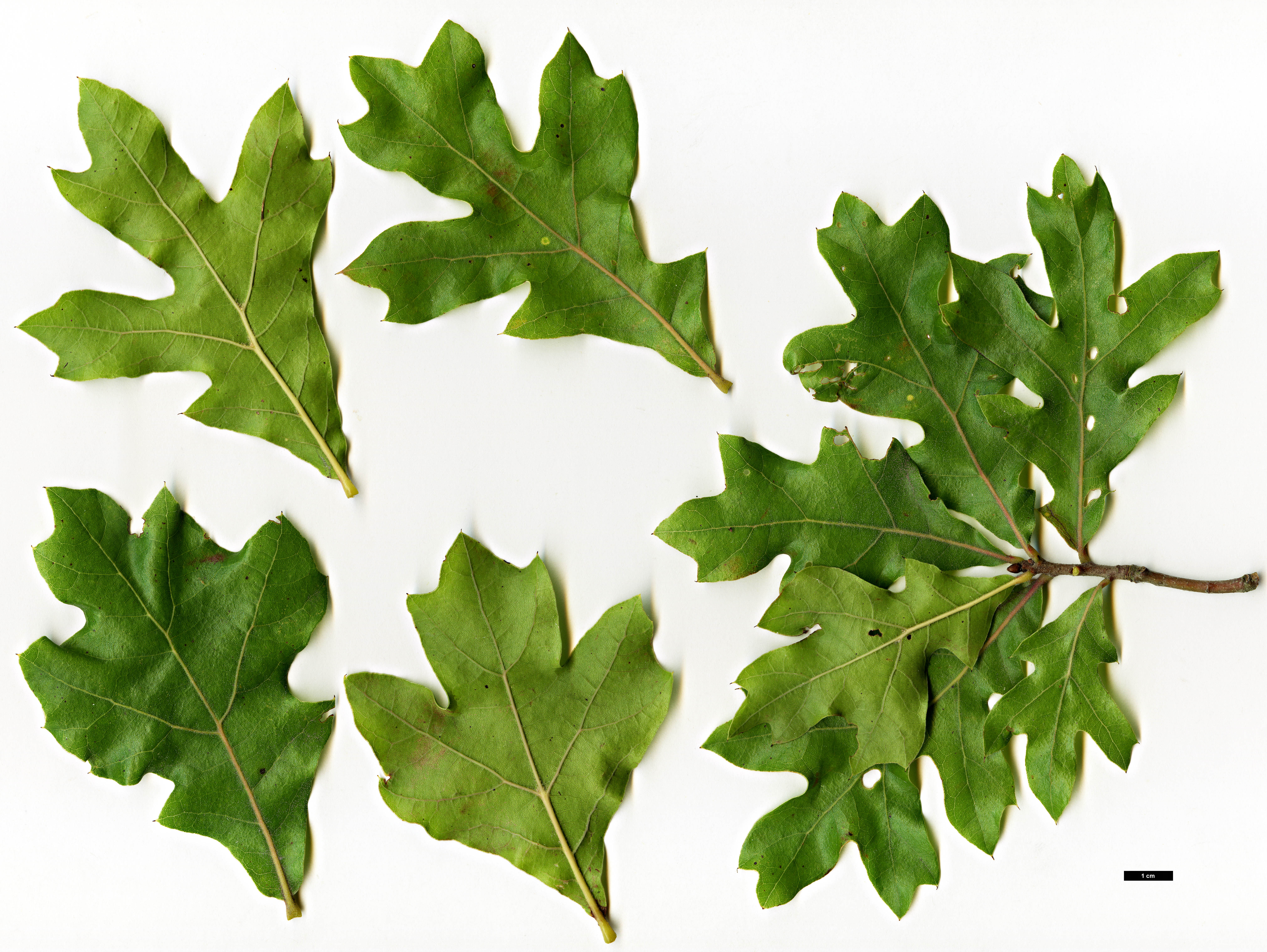 High resolution image: Family: Fagaceae - Genus: Quercus - Taxon: marilandica - SpeciesSub: var. ashei